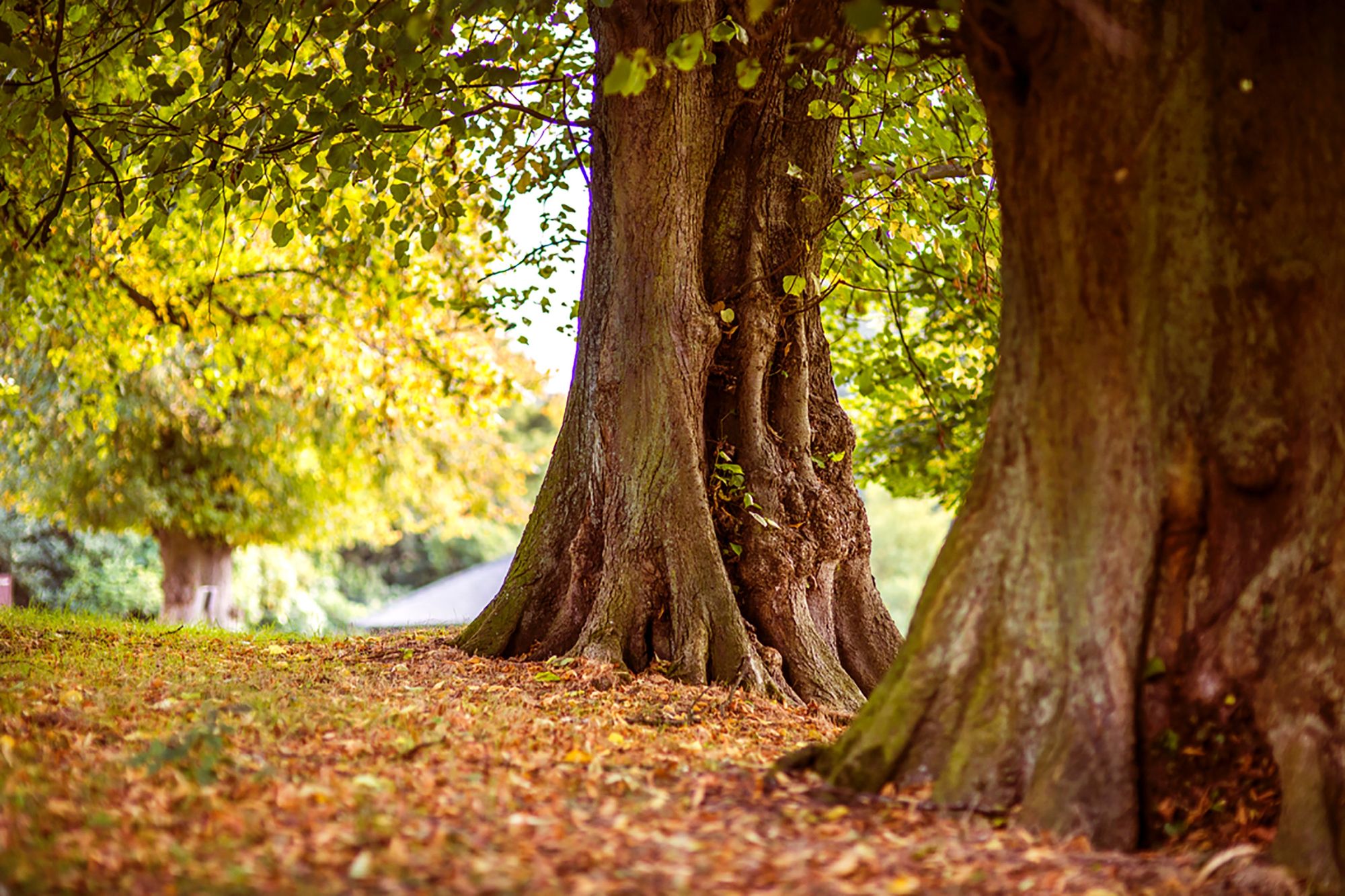 I want to be a tree